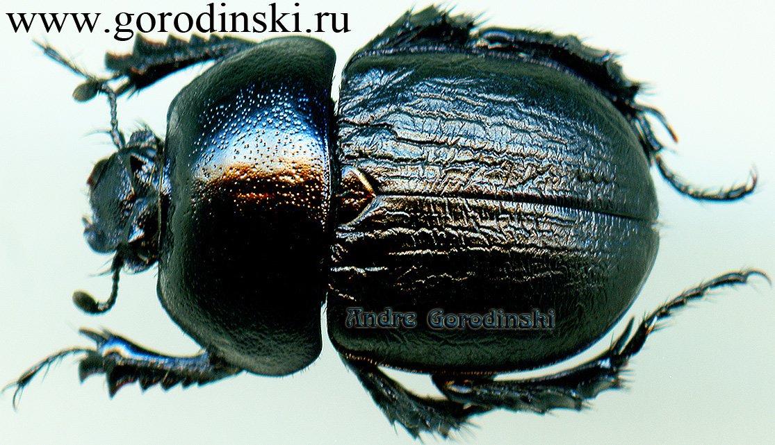 http://www.gorodinski.ru/geotrupes/Odontotrypes abaensis.jpg